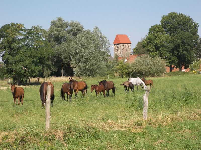 Pferdedorf Büden
